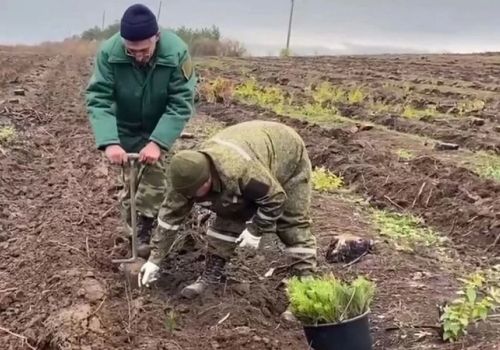 Золотодобытчики Магаданской области и Якутии помогут высадить 350 гектаров леса в ДНР до конца года