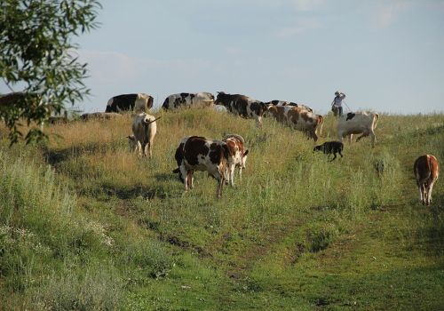 Стадо коров упало с обрыва в Ольском округе Колымы