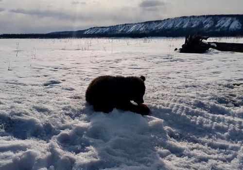 Голодный медвежонок вышел к людям у Колымской трассы и получил помощь