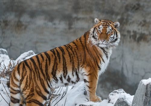Амурский тигр вступил в схватку с бурым медведем