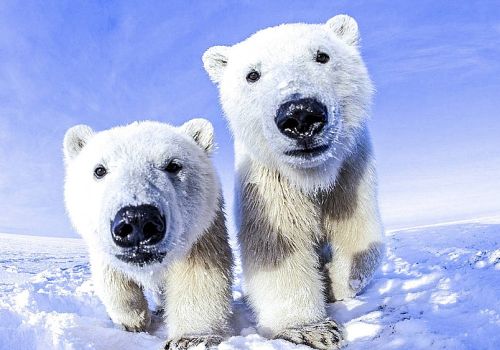 Белые медведи напали на беспилотник на острове Врангеля