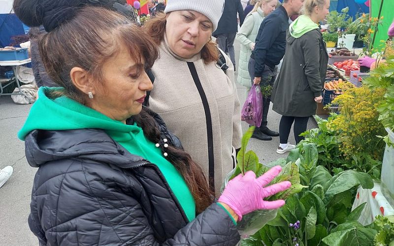 Магаданка смогла вырастить экзотическую листовую капусту из Китая