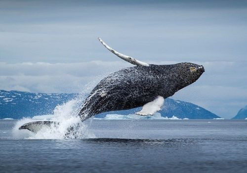 Популяция редких гренландских китов пополнилась новыми особями в Охотском море